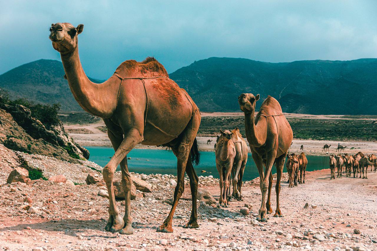 Salalah Oman 